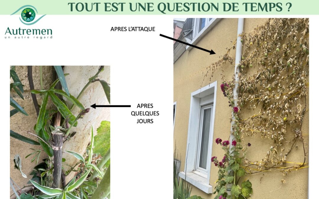 Après la vague d’émotion, la renaissance